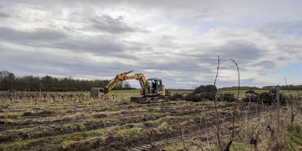Vigne arrachée et plan d’aide viticole