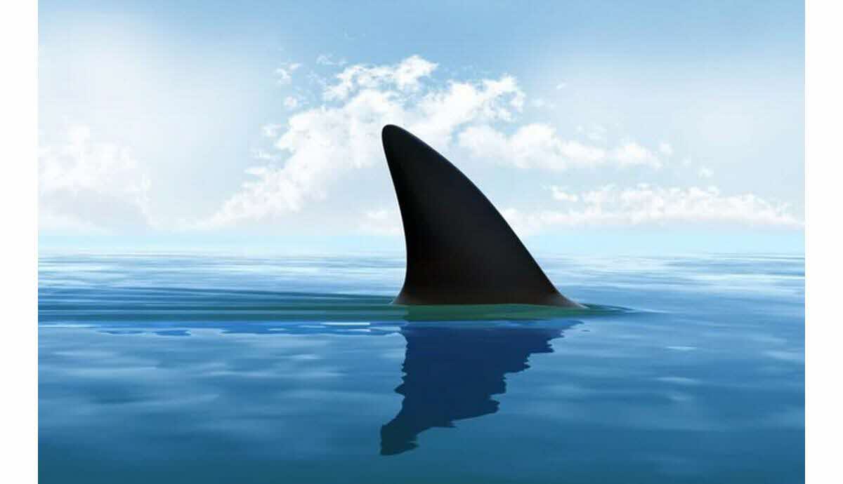 Attaque de requin sur une plage en Australie