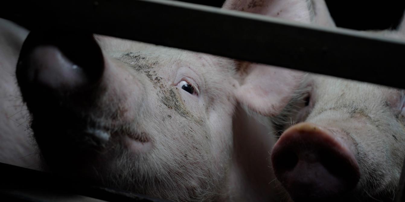 Élevages porcs en Bretagne visés par plainte