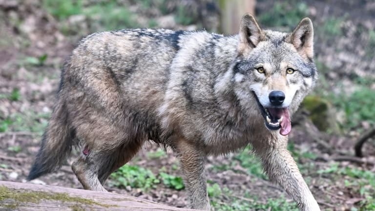 Décompte de la population de loups en France (2025)