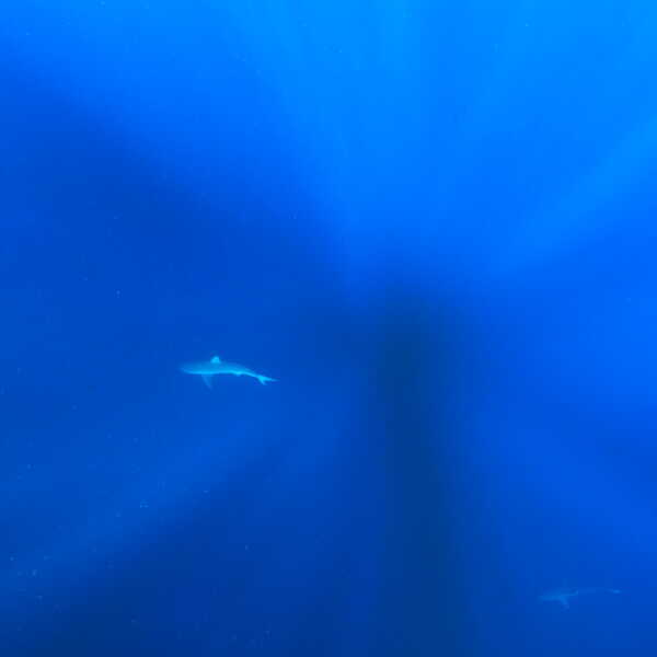 Protection renforcée pour 70 espèces de requins et raies