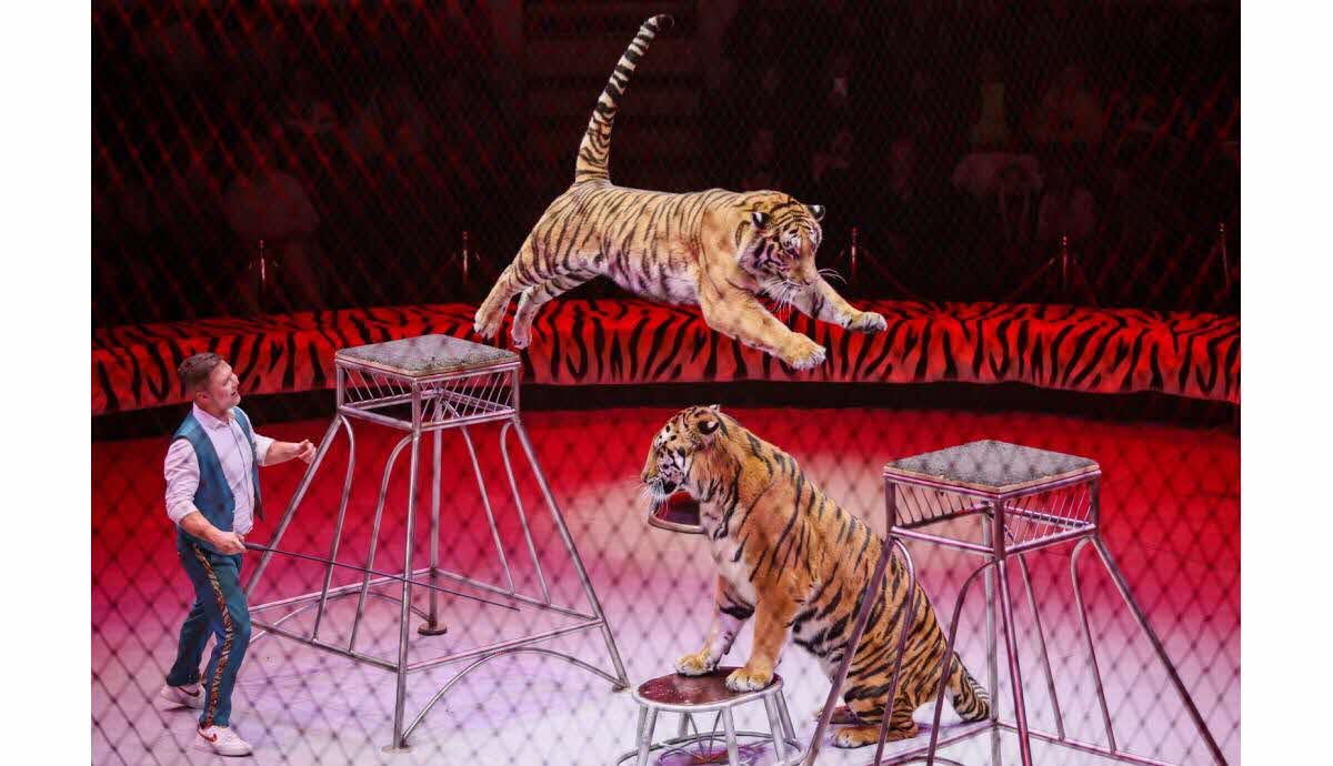 Dauphins dans un grand bassin au Planète Sauvage