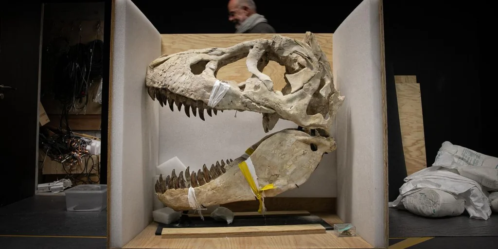La France restitue un squelette de Tarbosaurus à la Mongolie
