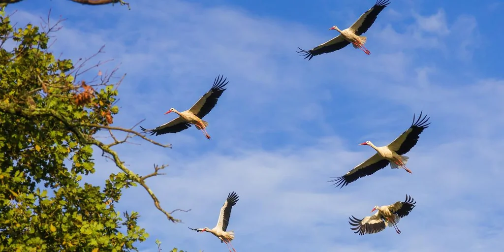 Grippe aviaire : des cigognes mortes près de Madrid