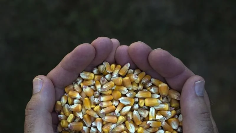 UE: accord sur les nouveaux OGM et les NGT