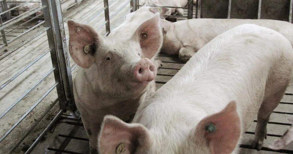 Peste porcine en Catalogne: enquête et hypothèses sur l’origine