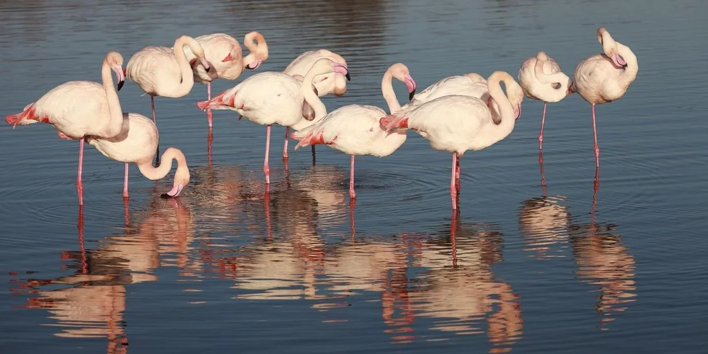 Biodiversité en France: progrès et menaces selon le WWF