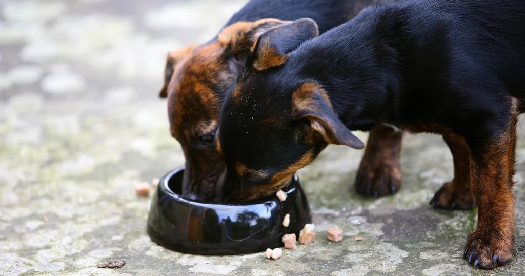 Attention aux erreurs courantes avec la gamelle de vos animaux domestiques