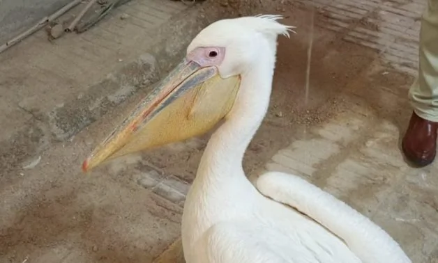 Confiscation de pélicans dans le Sinaï pour protection de la faune