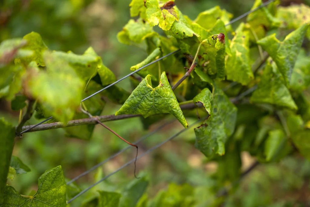 La flavescence dorée : un nouveau défi pour les viticulteurs de Bourgogne