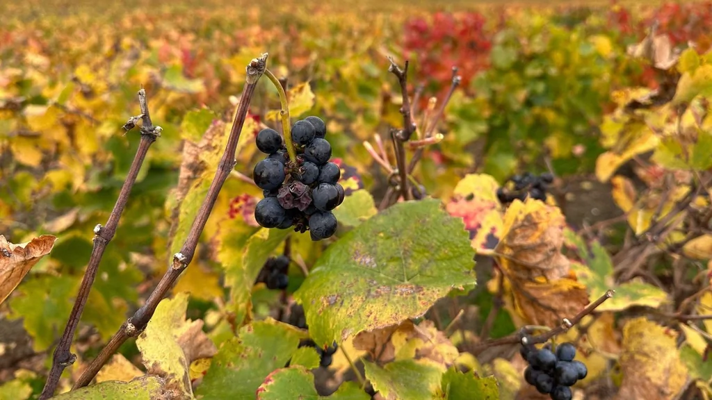 Grève inédite chez LVMH : protestation contre la suppression des primes