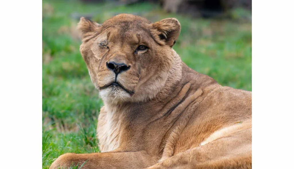 Brésil: un homme meurt après être entré dans l&rsquo;enclos des lions d&rsquo;un zoo