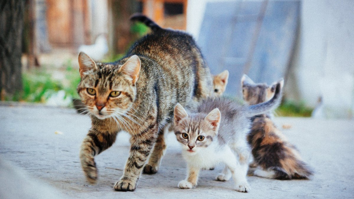 Chatte enceinte blessée entourée par des jeunes