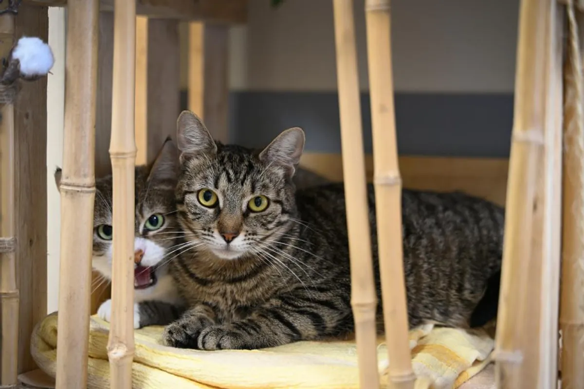 Chatte euthanasiée après blessures à Firminy