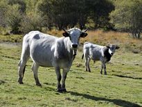 Un total de 750 000 bovins vaccinés dans le cadre de la campagne DNC.
