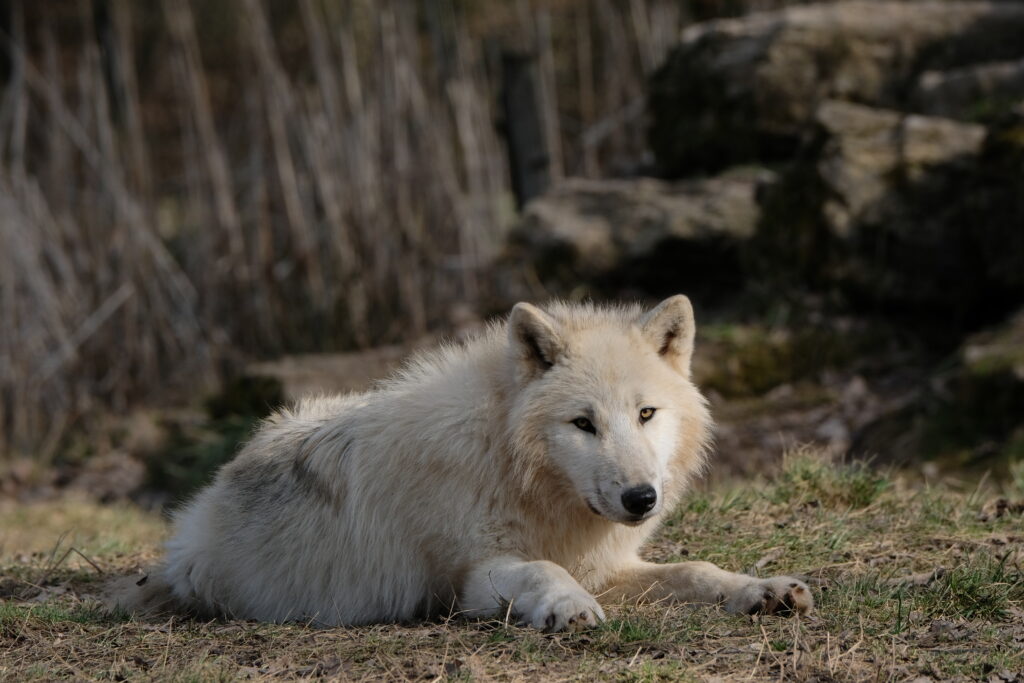 Loup arctique au Zoo de La Flèche