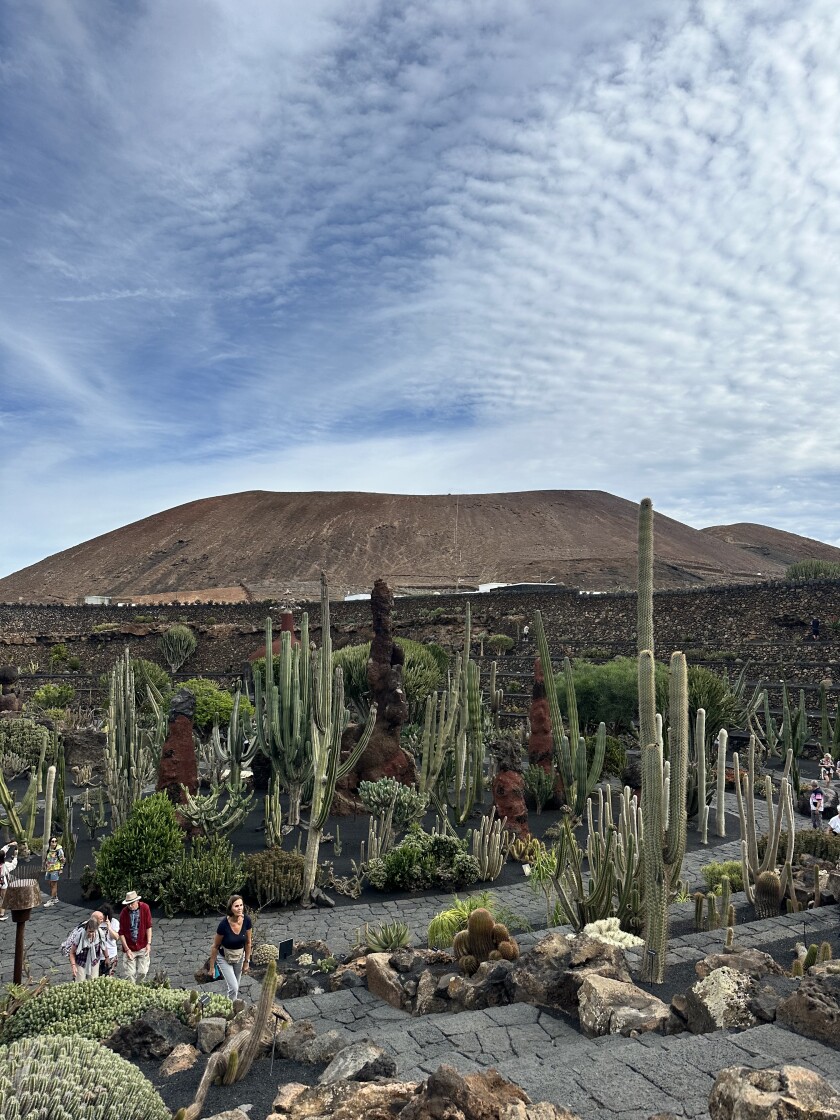 Vignes et paysage volcanique à La Gería