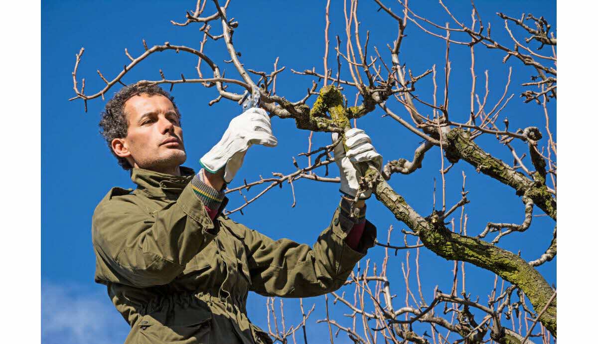 Outils et gestes pour l'entretien des arbres de jardin