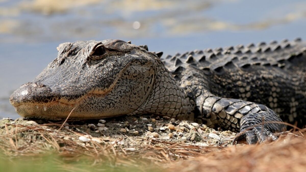 Crocodile près d’une rivière des Moluques en Indonésie
