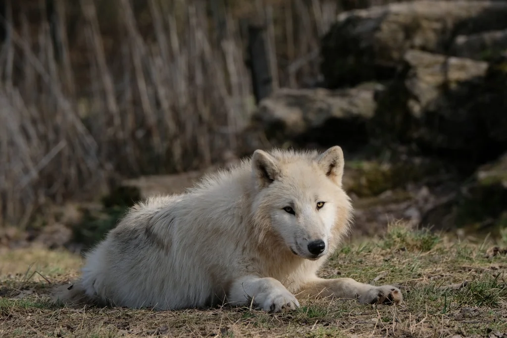 Un jeune loup arctique rejoint le Zoo de La Flèche pour sensibiliser à la conservation