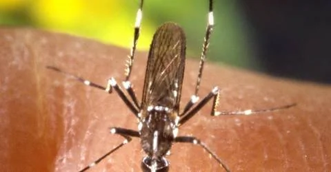 Lutte contre le moustique tigre : une avancée grâce à l'imagerie satellite