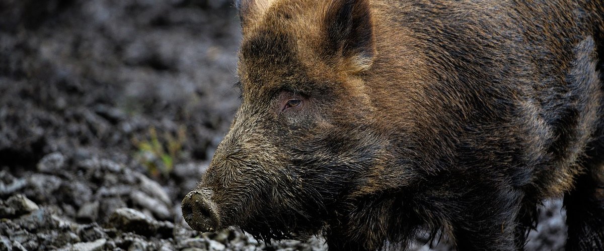 Laboratoire proche de Catalogne évoqué dans l’enquête