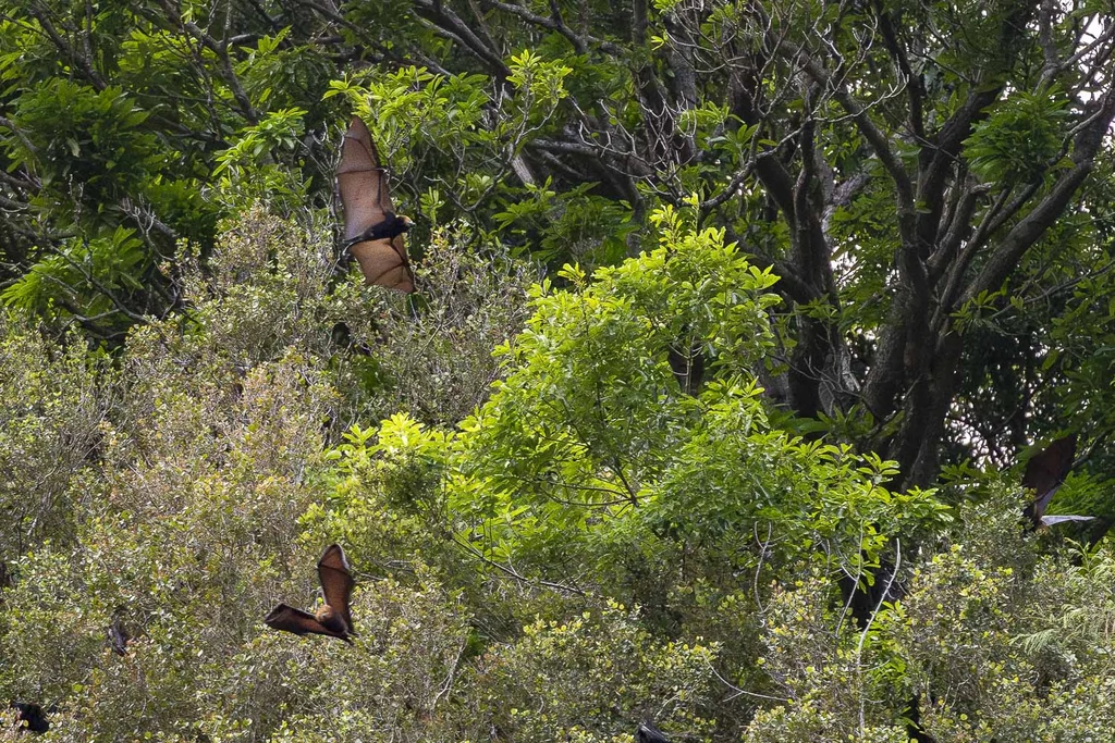 Spectacle naturel à La Réunion : un ballet de chauves-souris à la cascade Niagara
