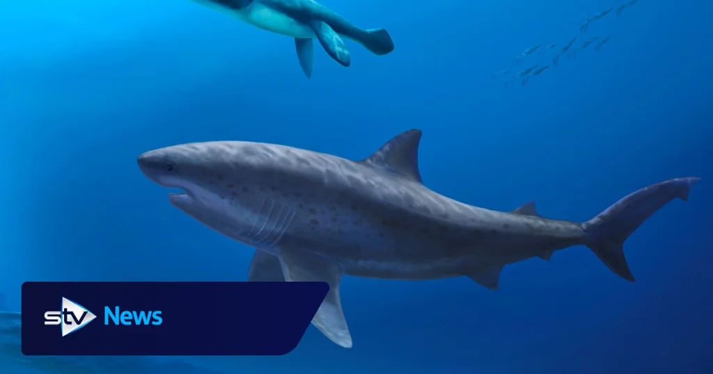 Un requin géant préhistorique a dominé les eaux australiennes il y a 115 millions d'années