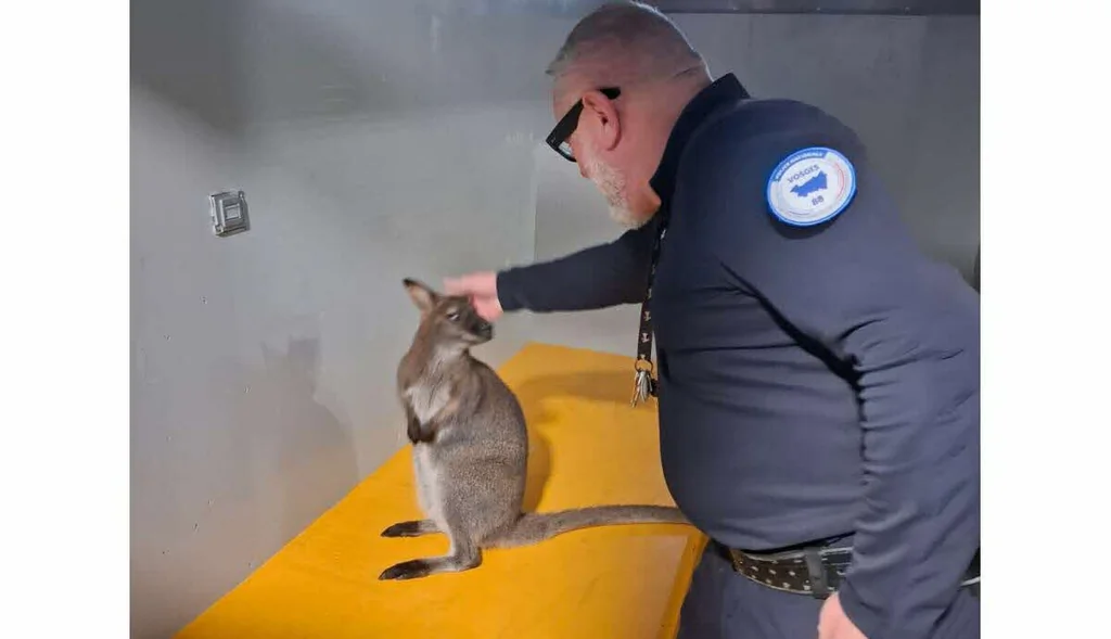 Wallaby Gaston retrouvé près du commissariat de Saint-Dié