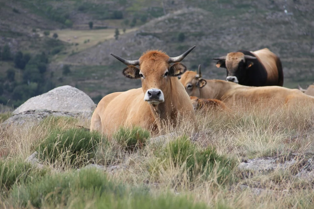 Lancement de la vaccination contre la dermatose dans le Gers pour protéger le bétail