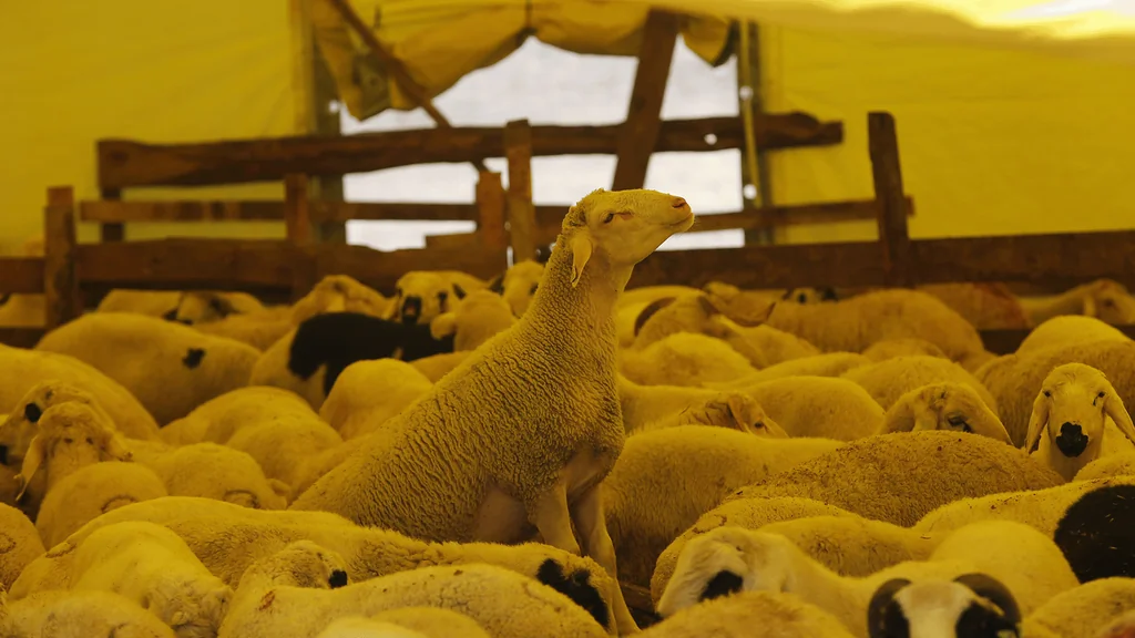 Bélier attaque son propriétaire à Istanbul : 11 coups, homme blessé