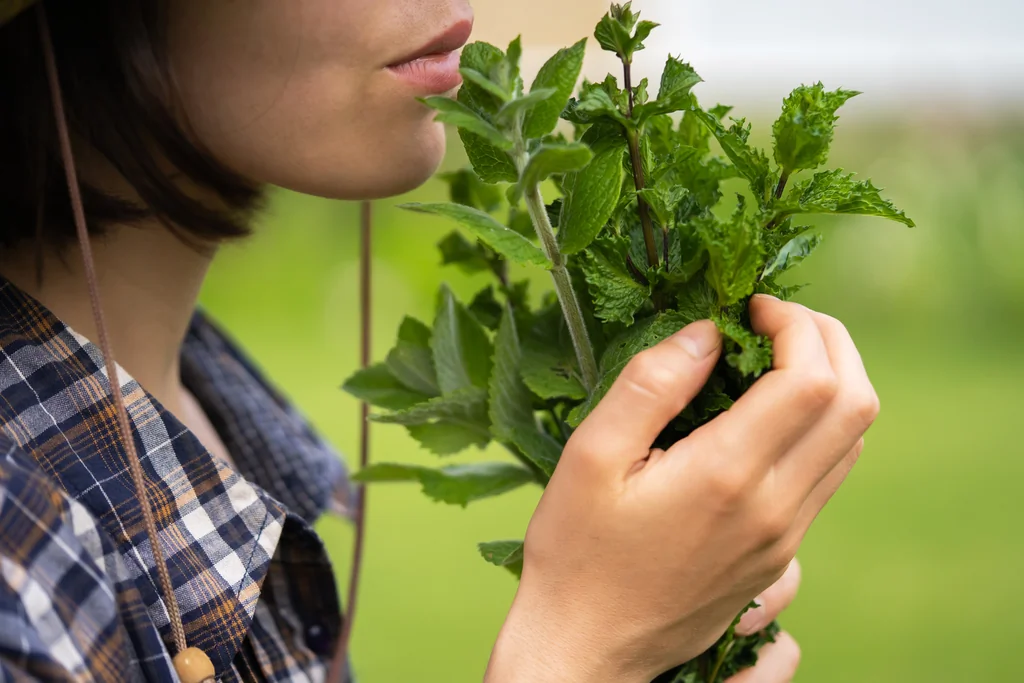 Inhaler du menthol pourrait ralentir la maladie d'Alzheimer selon une étude