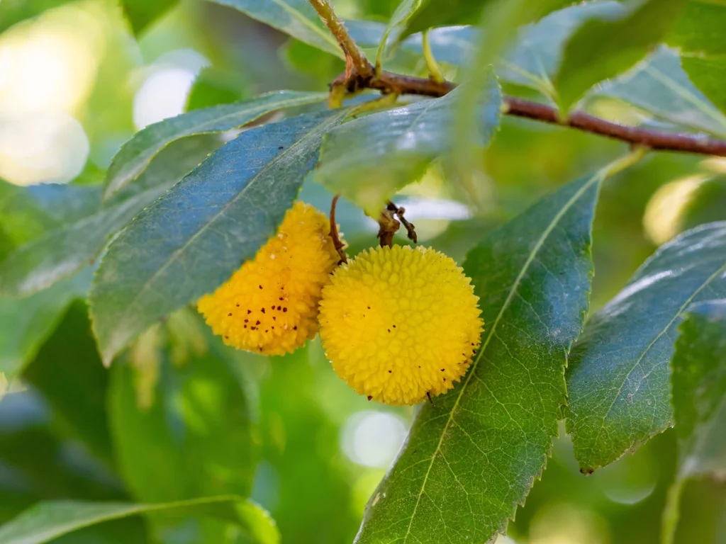 Libye : une plante locale élimine efficacement un colorant industriel