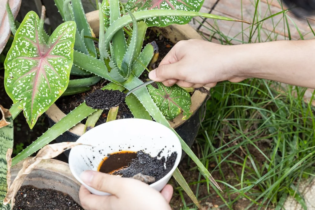 Marc de café : un répulsif naturel contre les insectes