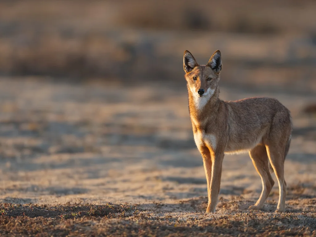 Terefi, le loup éthiopien réhabilité, retourne enfin à la nature