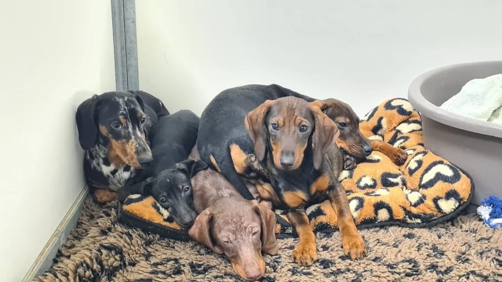 Chiots sauvés d'un sac de sport : maltraitance à Brétigny-sur-Orge