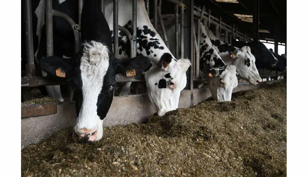 Dermatose nodulaire en Ariège: nouveau cas et abattage