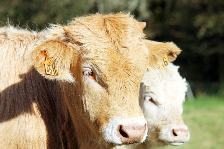 Premier ministre en déplacement lié à l’agriculture