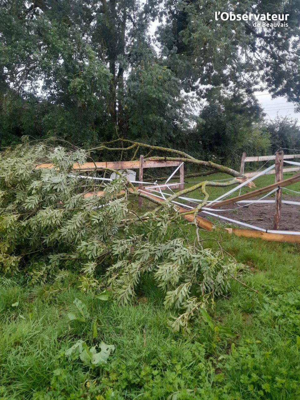 Arbre tombé sous vent violent en forêt