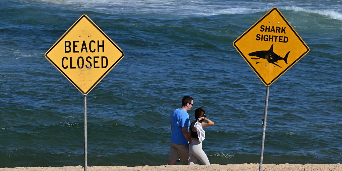 Surfeur grièvement blessé par un requin sur une plage du nord de Sydney