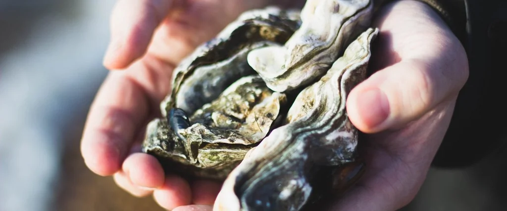 Interdiction des huîtres et moules à Thau pour norovirus