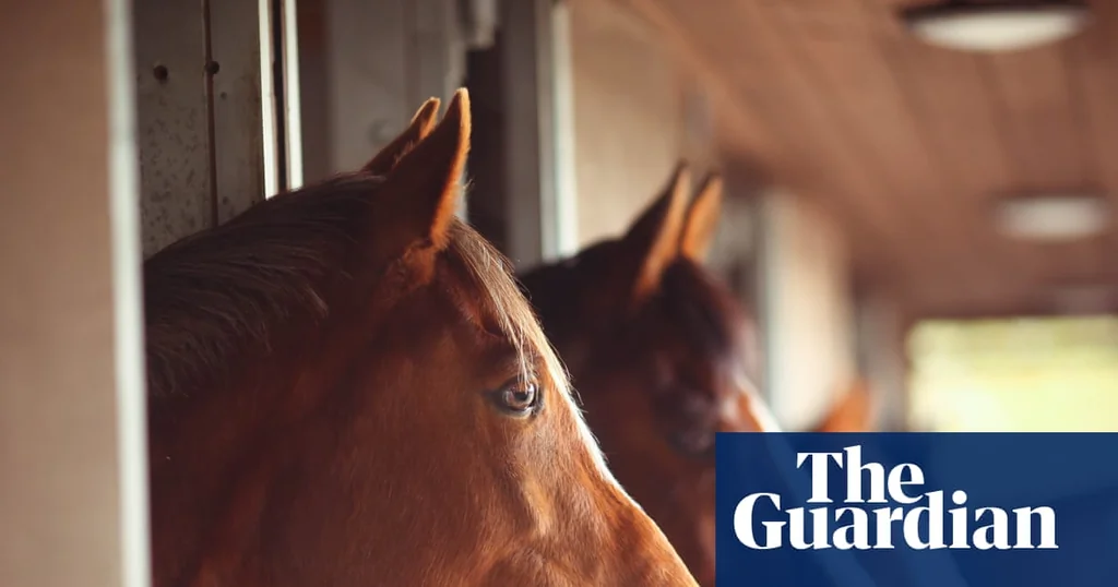 Les chevaux peuvent sentir la peur chez l'humain, selon des chercheurs