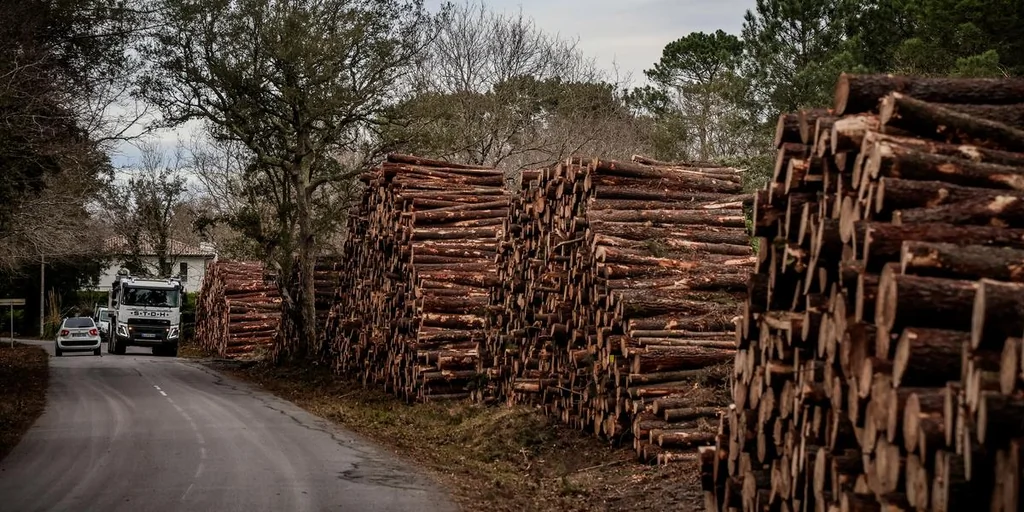 Lutte contre le nématode du pin : la course contre la montre s'accélère