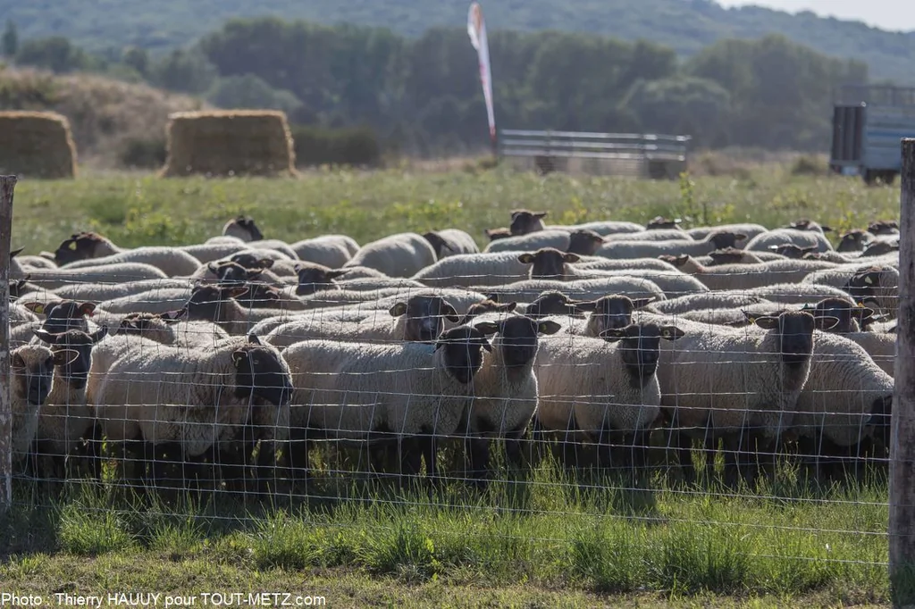 Les événements majeurs en Moselle en 2026 : fusion, élections et grands rendez-vous