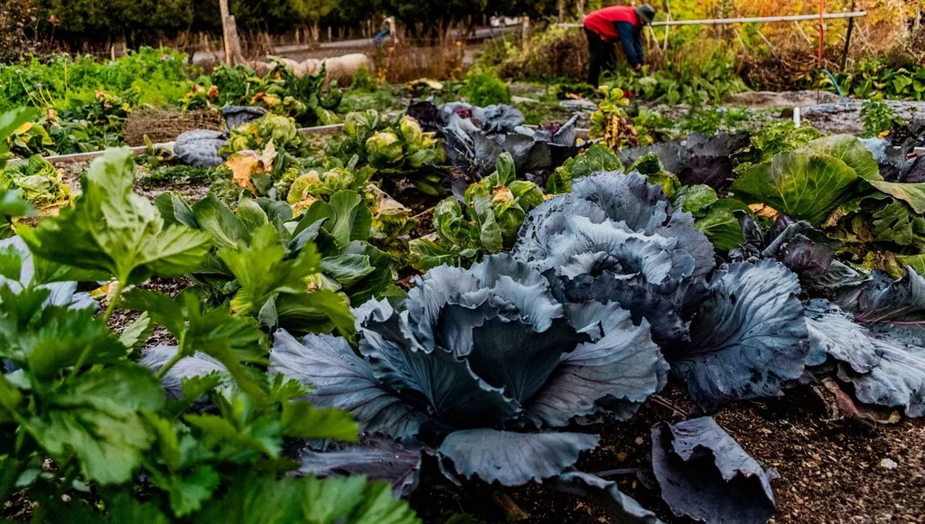 Résolutions 2026: potager et alimentation au menu