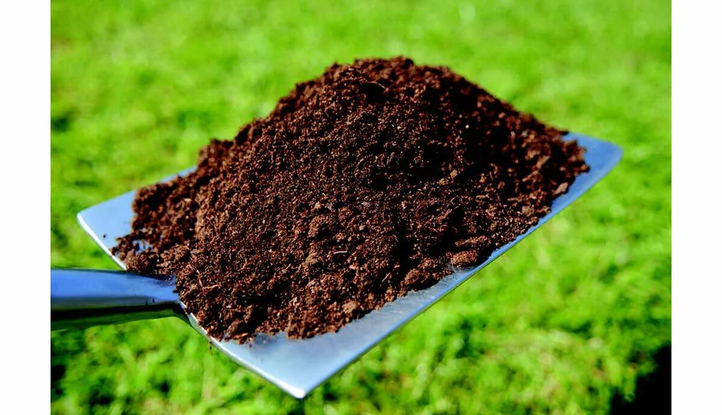 Roses et jardin en janvier: conseils et gestes