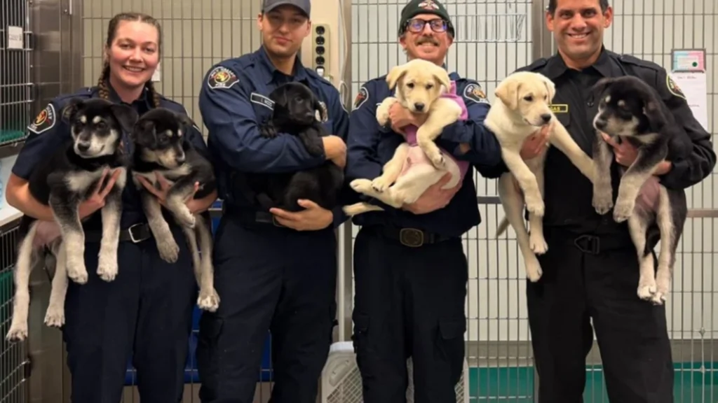 Sauvetage de chiots intoxiqués au fentanyl par les pompiers de Washington