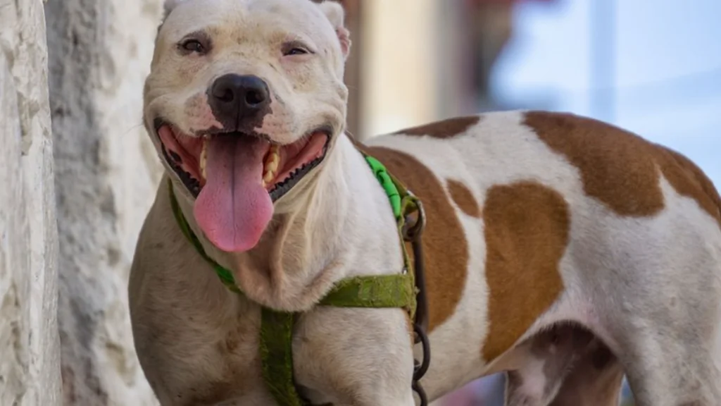 Attaque d’un chien American Staff à Perpignan : un homme blessé gravement