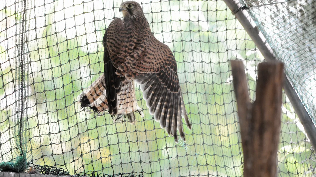 Procès reporté dans le trafic d’oiseaux protégés à Cahors : nouvelle audience en vue