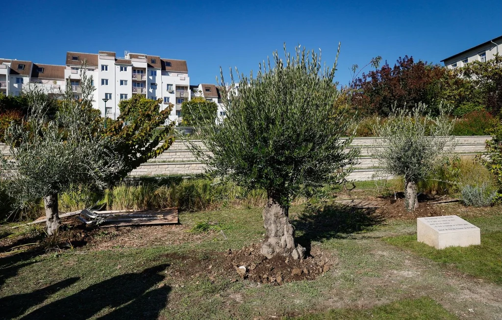 Vandalisme antisémite : un olivier en hommage à Ilan Halimi partiellement scié près de Lyon
